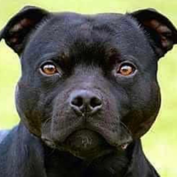 Meet your Posher, Edward - Picture 1 of 1